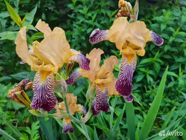 Ирисы для брони и другие многолетники