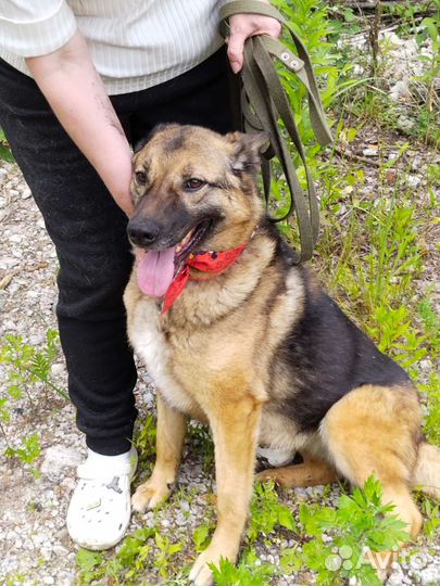 Замечательная Альма метис овчарки в приюте
