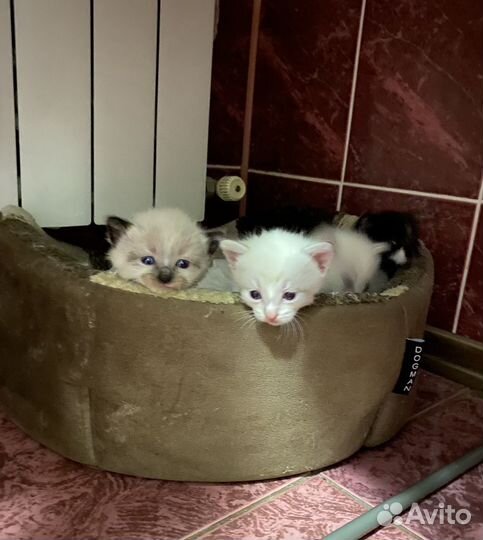 Котята в добрые руки