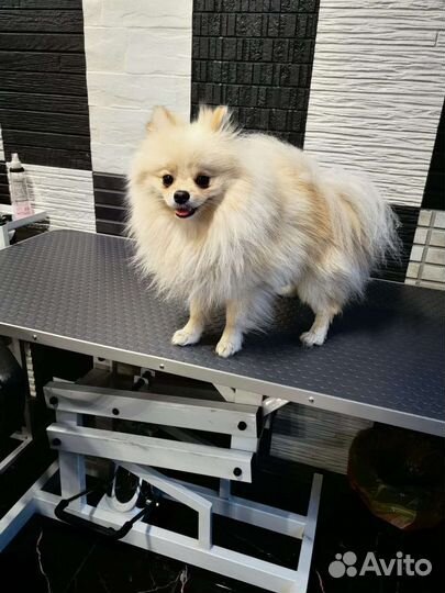 Профессиональный груминг шпица