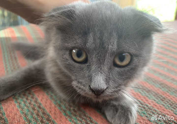 Отдам котят в добрые руки и собачку