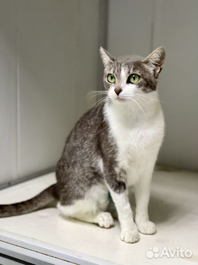 Кошка в дар