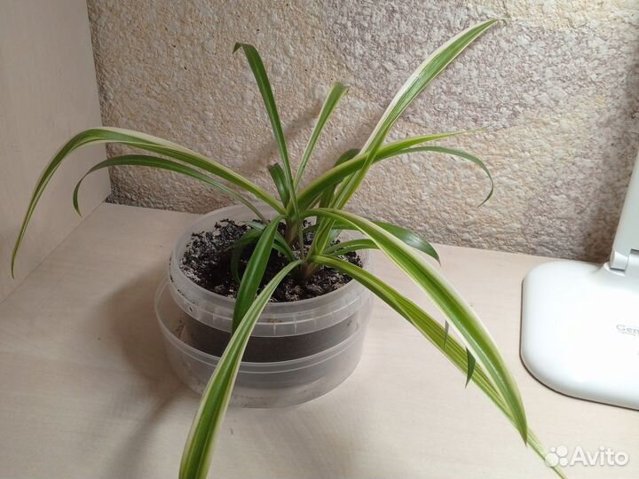 Хлорофитум