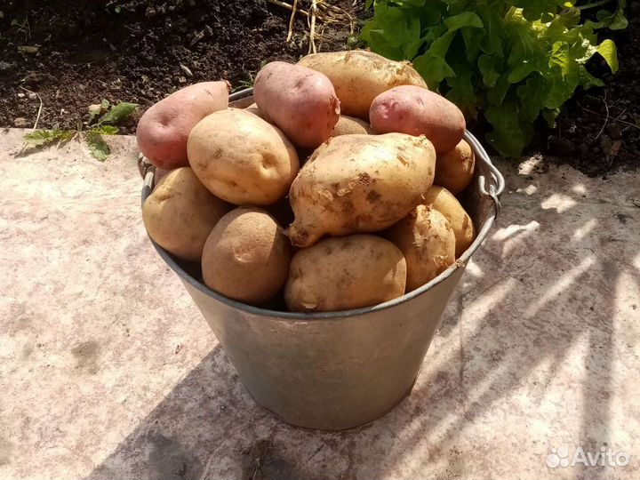 Продаю картофель