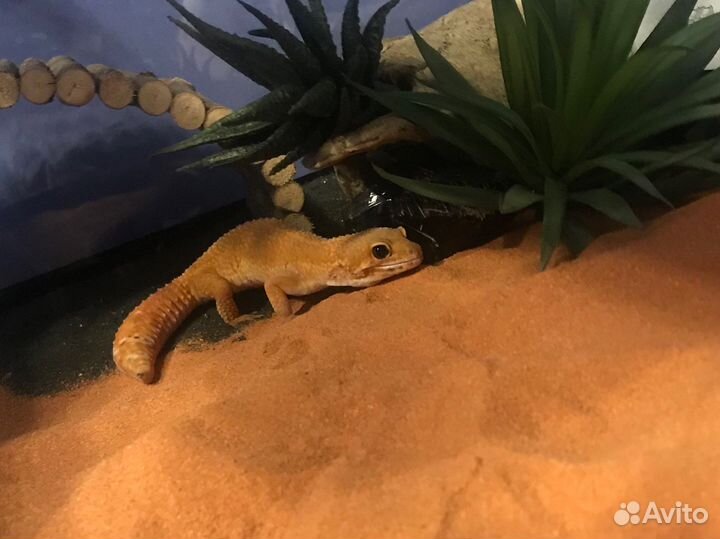 Эублефар super hypo tangerine самка (бронь)