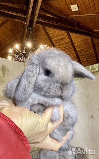 Декоративные карликовые кролики Минилопы