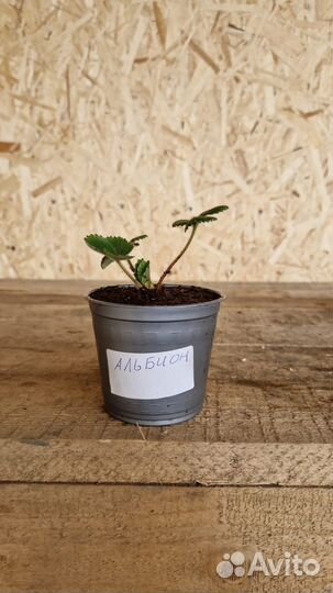 Рассада клубники Тоскана Зкс Касета 64