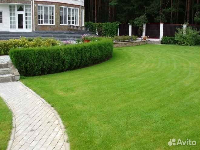 Рулонный газон, укладка, продажа