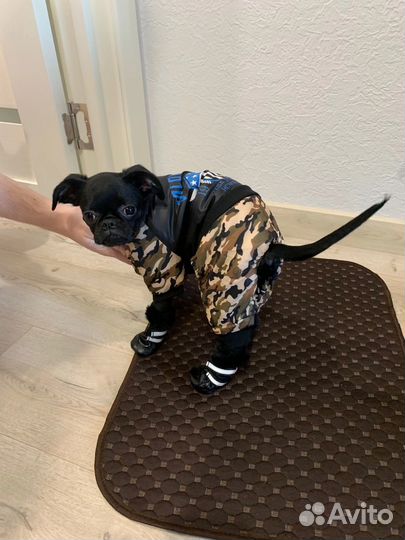 Комбинезон для собаки (пти-брабансон)