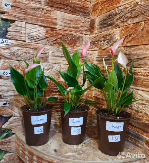 Антуриумы Лилли, Карма пурпл, Триллионс Ред. Зизу