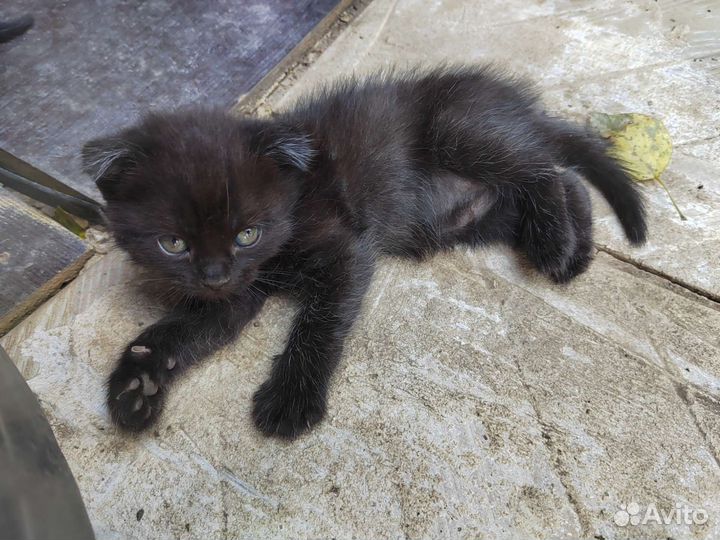 Котята отдам бесплатно