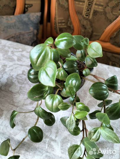 Цветы комнатные ампельные Традесканция,хойя и др