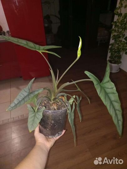 Алоказия Хетерофилла металлик