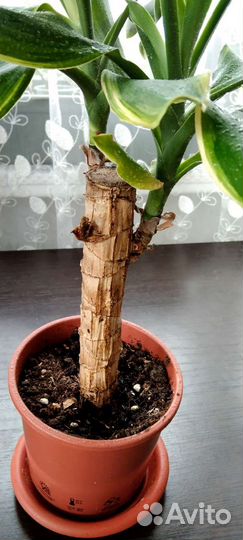 Драцены, фиалка