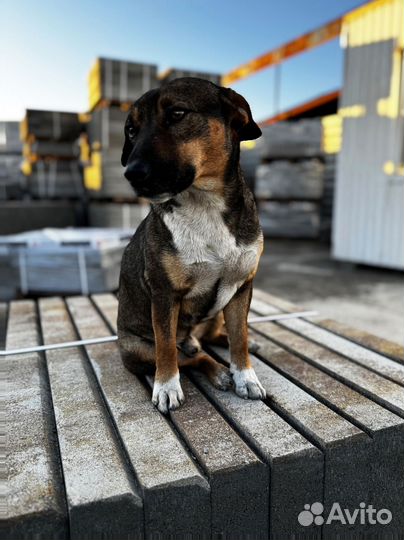 Тротуарная плитка Пропресс с гарантией от 120 м2