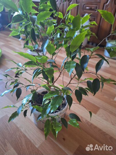 Фикус бенджамина
