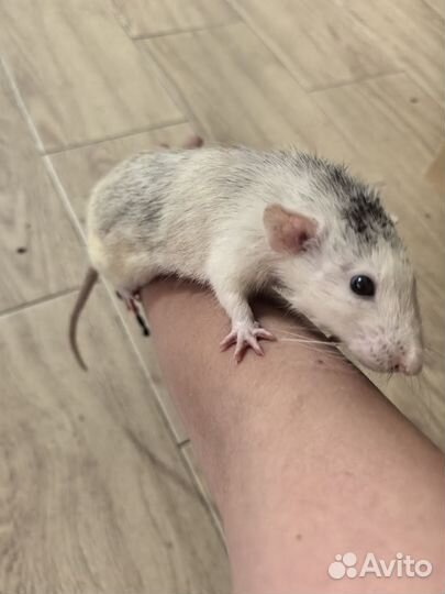 Крысы дамбо и белки дегу