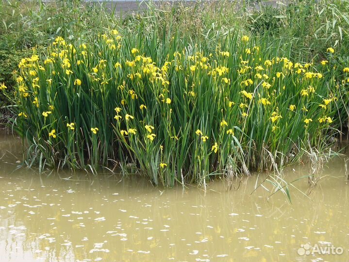 Ирис желтый