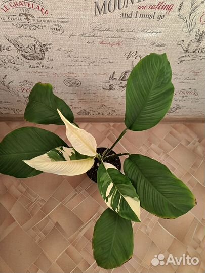 Спатифиллум пикассо