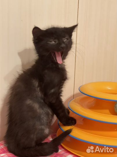 Черный котенок девочка 2,5 мес
