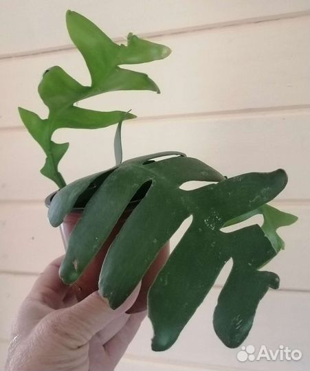 Комнатные растения