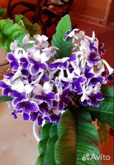 Стрептокарпус