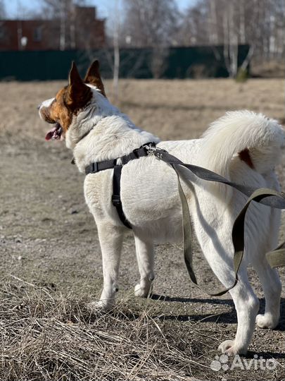 Собака мечты пропадает в приюте
