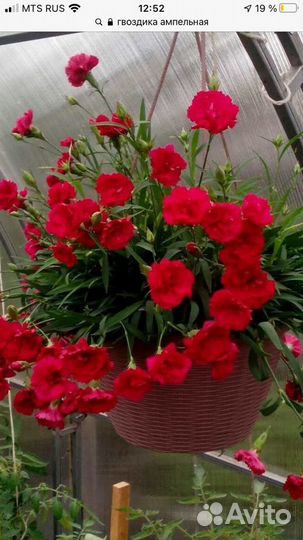 Гвоздика Ампельная вегетативная