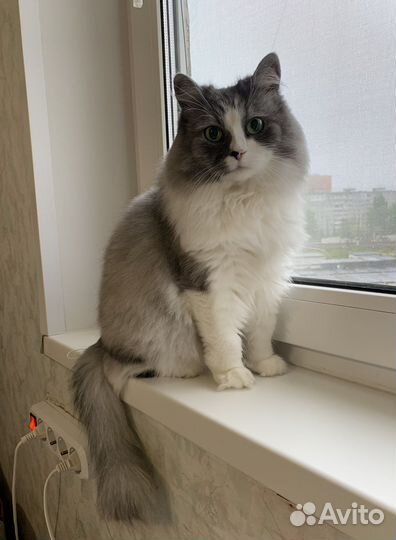 Передержка животных