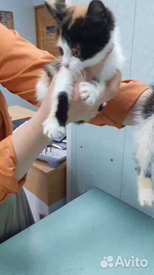 Трехцветная кошка