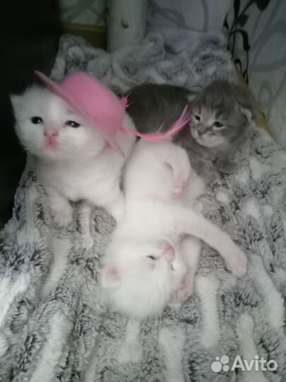 Котята в добрые руки