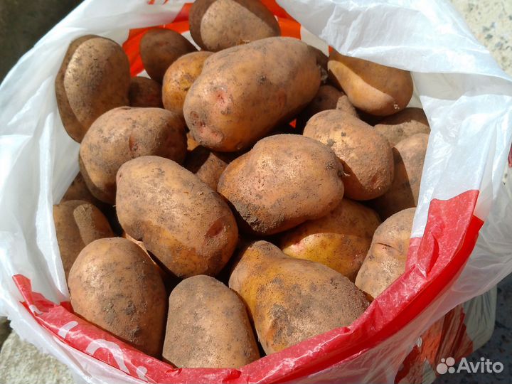 Продам картофель самовывоз