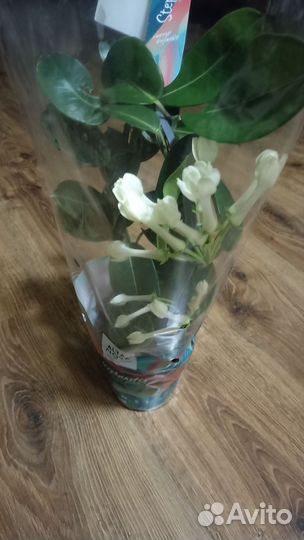 Стефанотис