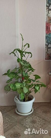 Сингониум вайт баттерфляй