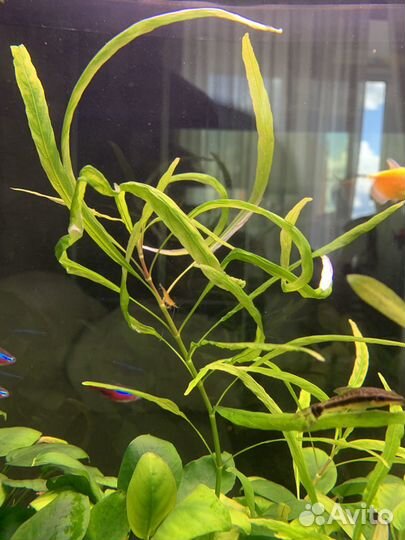 Неоны, креветки, Хелены, аквариумные растения