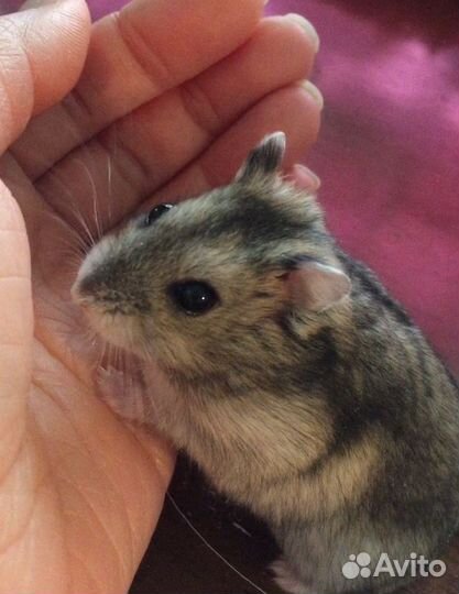 Джунгарский хомяк бесплатно