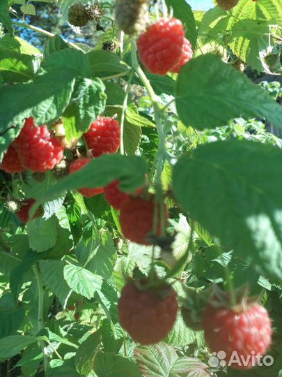 Ремонтантная малина, саженцы