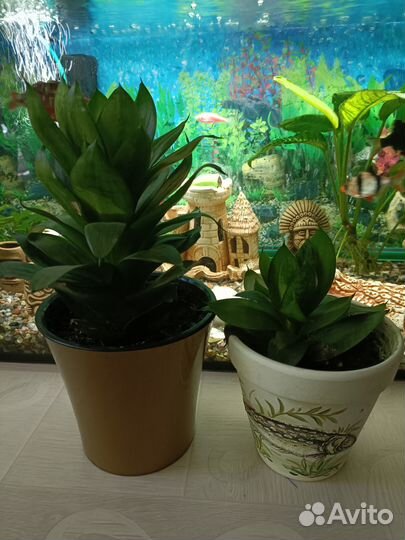 Комнатные растения