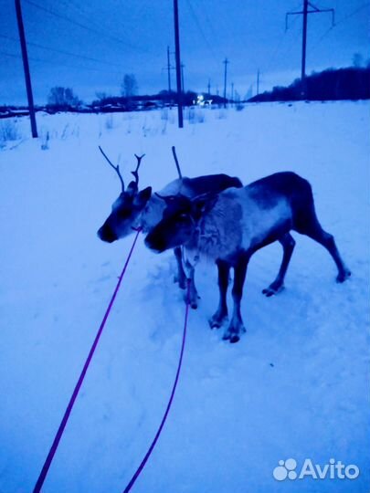 Олень (ферма, животные)