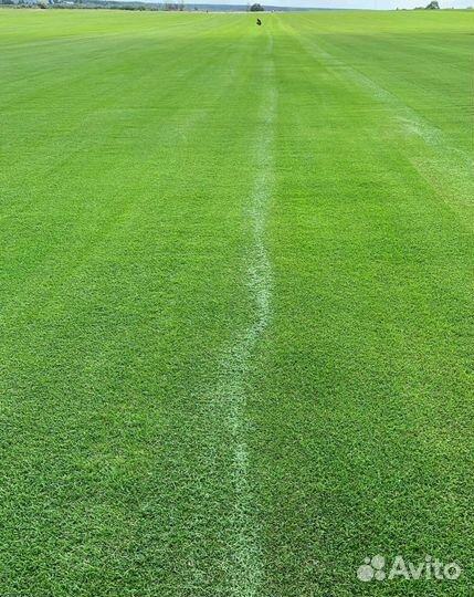 Рулонный газон, посевной газон