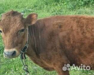 Домашнее животное