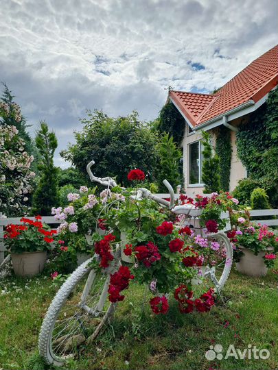 Плющелистные (ампельные) пеларгонии