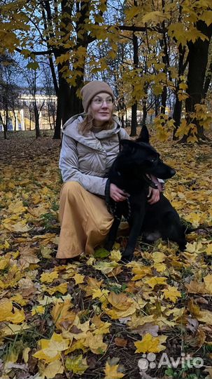 Собака в добрые руки бесплатно