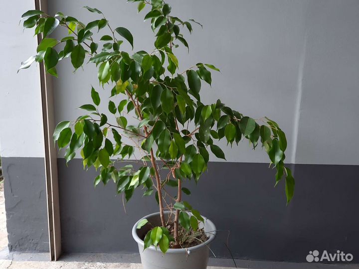 Фикус бенджамина