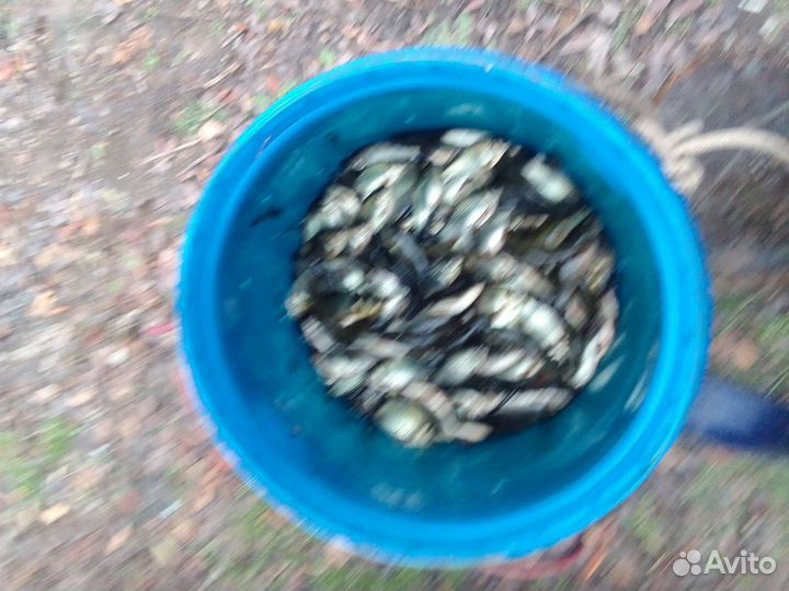 Живцы караси