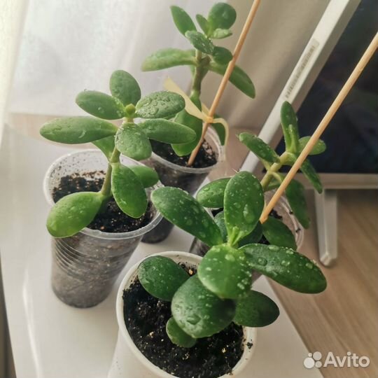 Комнатные цветы