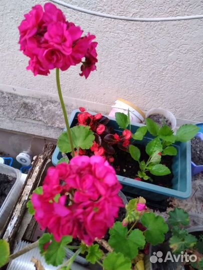 Герань пеларгония цветущее растение