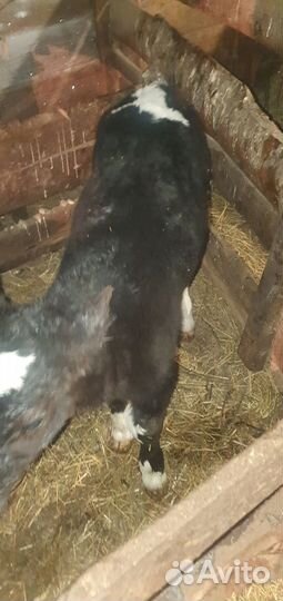 Продам бычка недельного