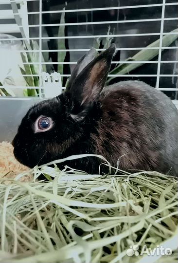 Кролик декоративный