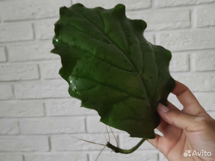 Тетрастигма